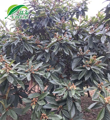 滅蒼蠅的檢測(cè)標(biāo)注